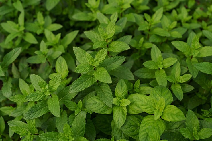 Mint (Pudina)