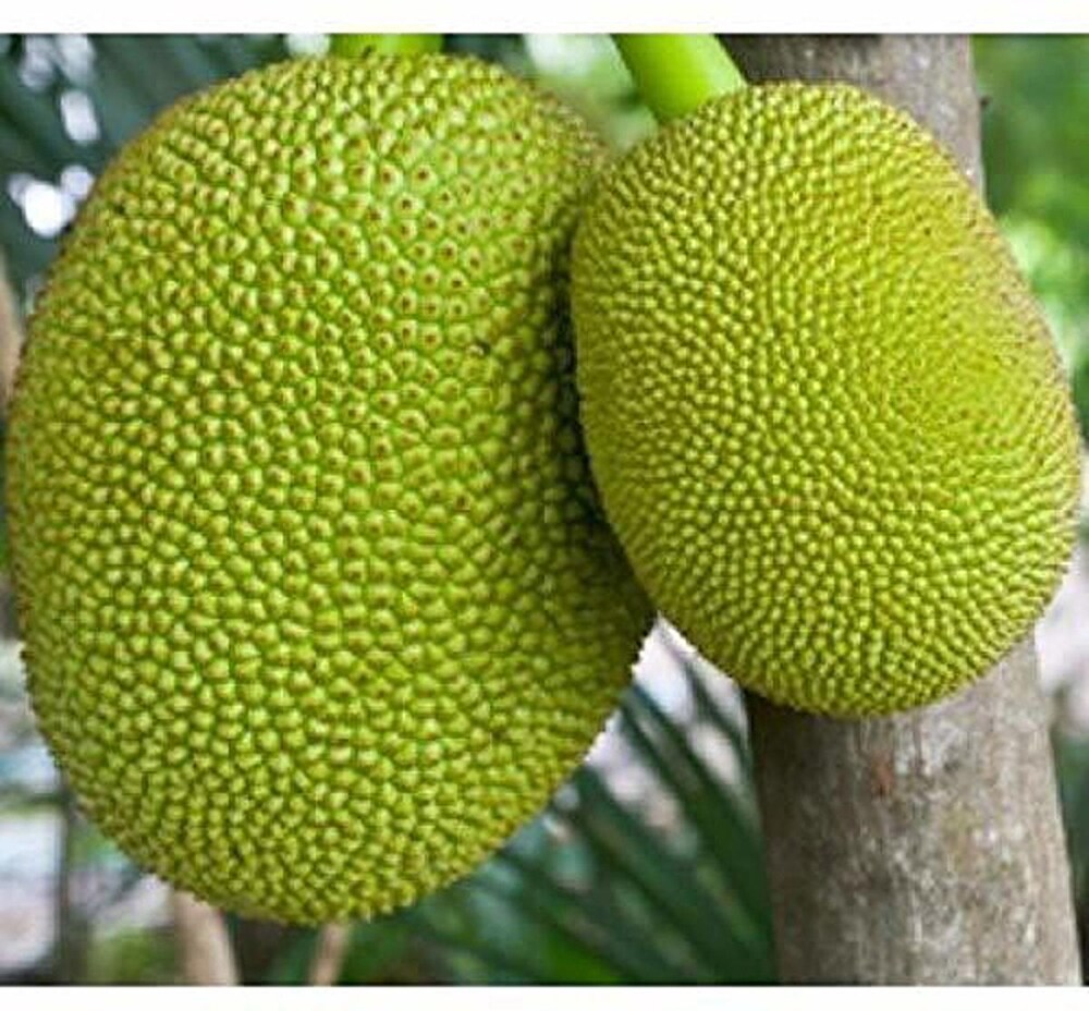 Jackfruit (Cut Pieces)